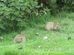 SX06868 Little wild rabbits (Oryctolagus cuniculus).jpg